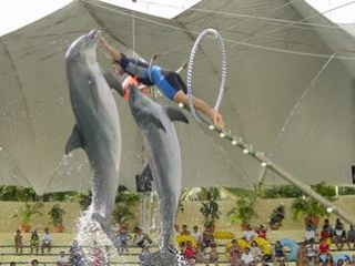 Show de delfines